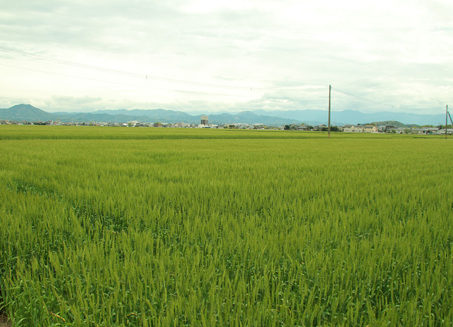 中山農園