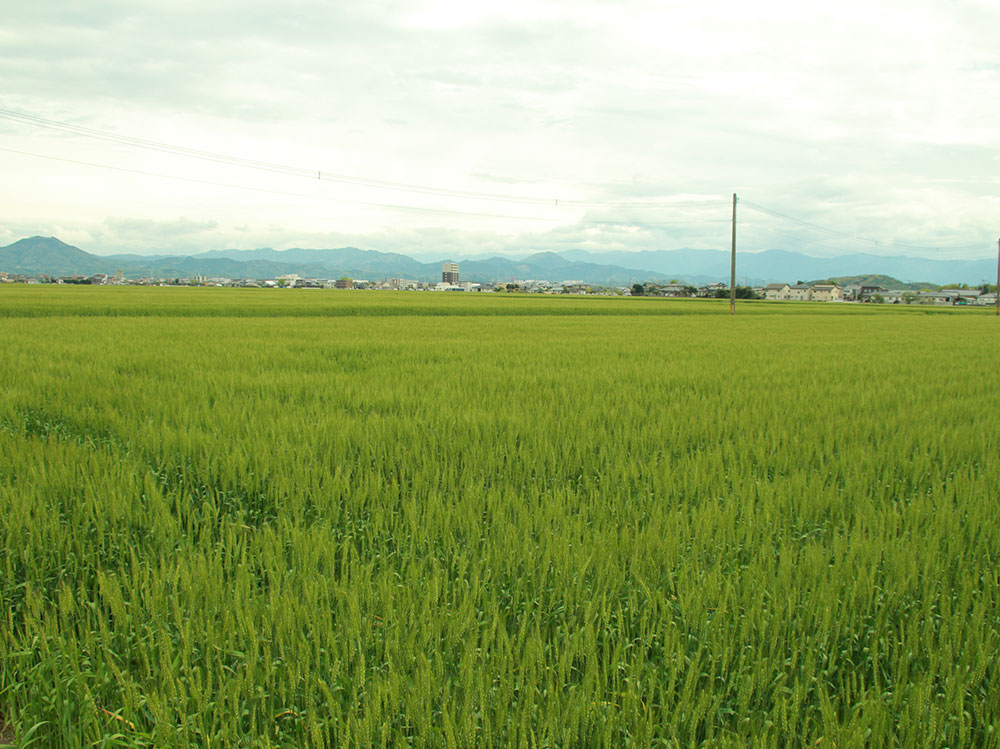 広大な農園